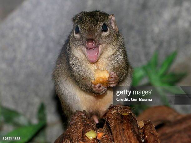 tree shrew dining - arboreal animal stockfoto's en -beelden