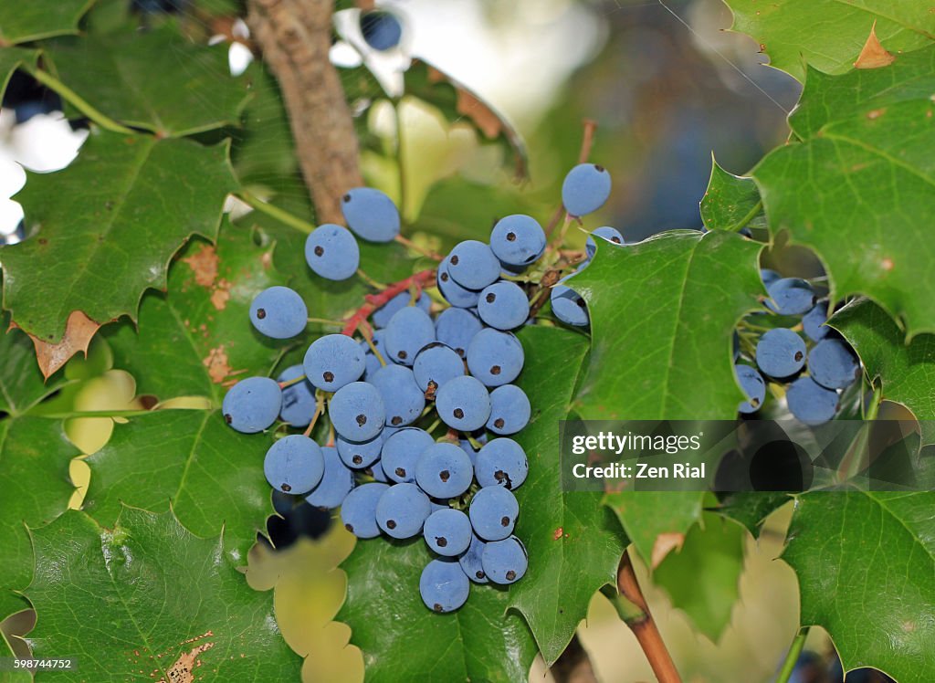 Oregon Grapes, Mahonia aquifolium, Berberis aquifolium, Barbery, Oregon Grape-Holly