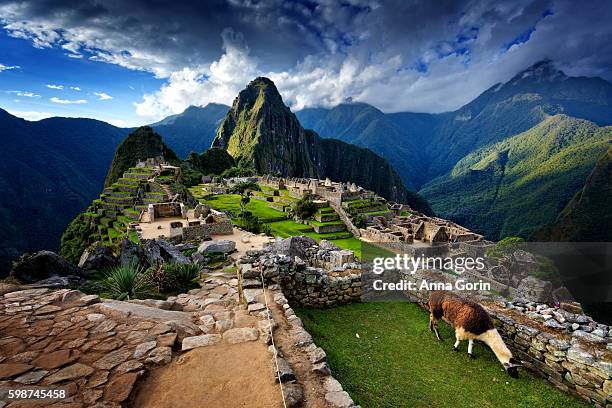 llama standing by stone steps leading up from old ruins of machu picchu, peru, spring evening - provinz cusco stock-fotos und bilder