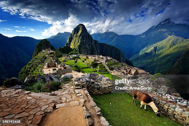 llama standing by stone steps leading up from old ruins of machu picchu, peru, spring evening - peru stock pictures, royalty-free photos & images