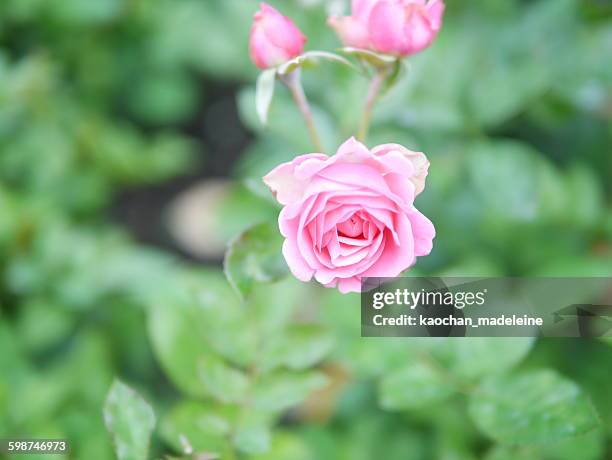 Madeline Shrub Roses Madeleine Rose Photos and Premium High Res Pictures - Getty Images