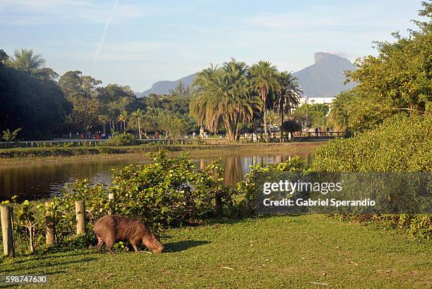 Capybara Island Rio Capybara Rio Photos and Premium High Res Pictures - Getty Images