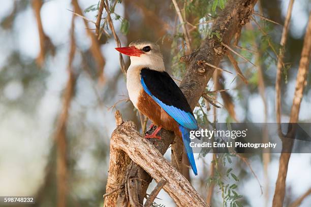 gray headed kingfisher - gray headed kingfisher stock-fotos und bilder