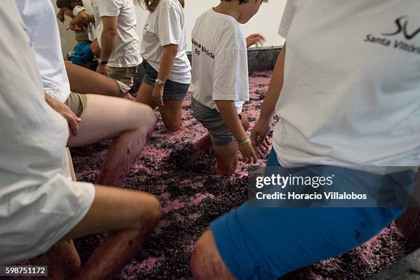 Visitors practise grape-stomping used in traditional winemaking at Santa Vitoria winery on September 2, 2016 in Beja, Portugal. Hotel Vila Gale Clube...