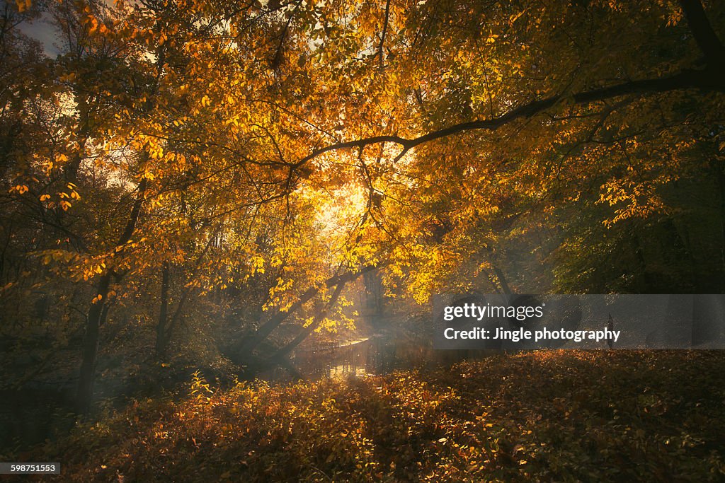 Fall forests