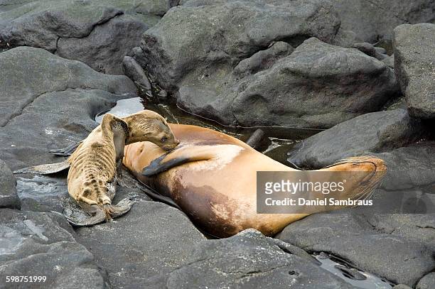 starving sea lion cub, galapagos islands - daniel gaunt stock pictures, royalty-free photos & images