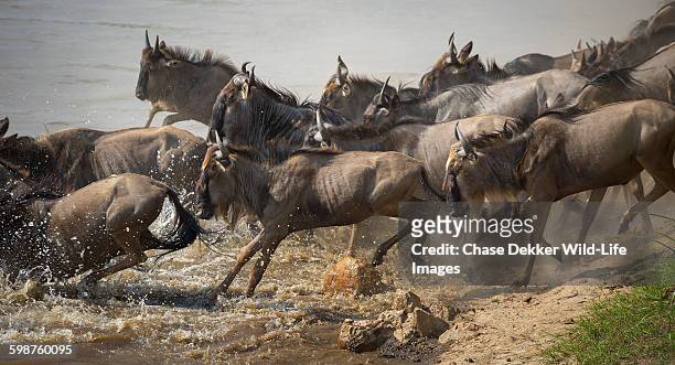 africa rush gour - river mara stock pictures, royalty-free photos & images