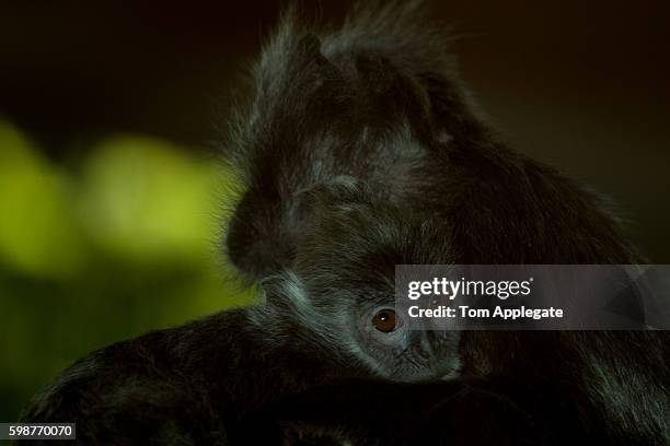 silvery langur - silvered leaf monkey bildbanksfoton och bilder