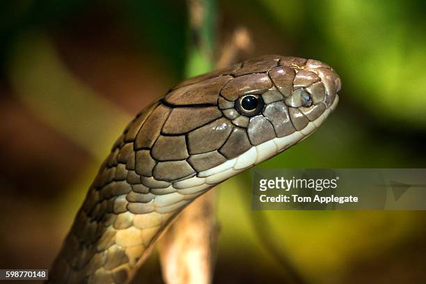 king cobra - poisonous snake stock pictures, royalty-free photos & images