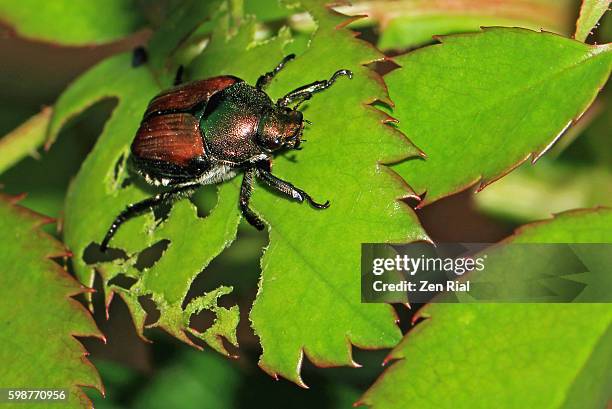 japanese beetle (popillia japonica) on partly eaten rose leaf - macro - pest foto e immagini stock