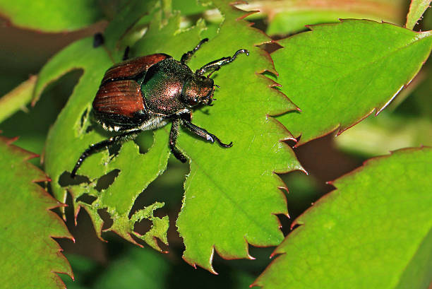 japanese beetle (popillia japonica) on partly eaten rose leaf - macro - garden pests stock pictures, royalty-free photos & images