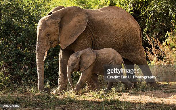 elephant family - african elephant calf stock pictures, royalty-free photos & images