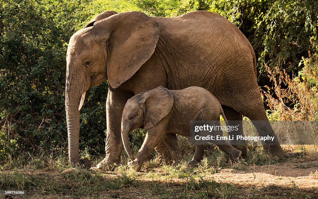Elephant family