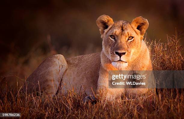 lioness - vrouwtjesdier stockfoto's en -beelden