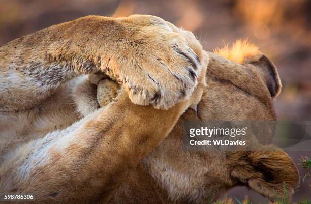 lioness covering eyes - wild stockfoto's en -beelden