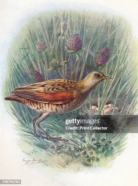 Landrail or Corncrake - Crex pratensis, circa 1910, . From Britains Birds and Their Nests, by A. Landsborough Thomson. [The Waverley Book Company,...