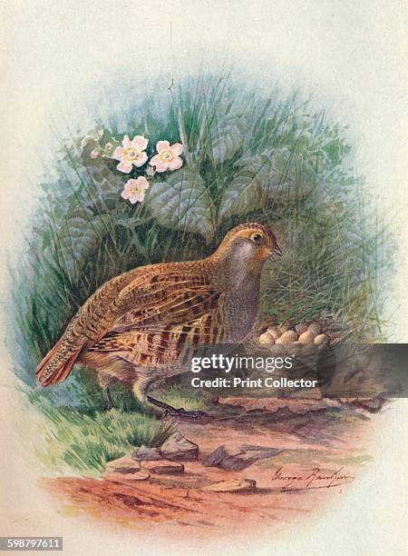 Partridge - Perdix cinerea, circa 1910, . From Britains Birds and Their Nests, by A. Landsborough Thomson. [The Waverley Book Company, Limited, W. &...