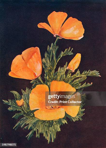 California Poppy, circa 1915, . Eschscholtzia Californica - Poppy Family. From Wild Flowers from the Mountains, Canons and Valleys of California, by...