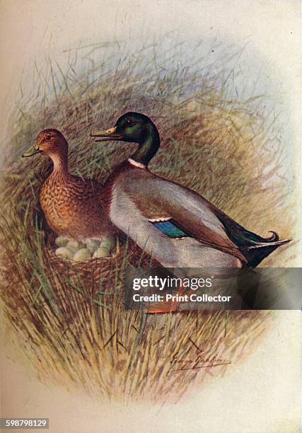 Mallard or Wild-Duck - Anas boscas, circa 1910, . From Britains Birds and Their Nests, by A. Landsborough Thomson. [The Waverley Book Company,...