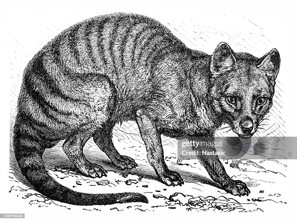 Tasmanian wolf (Thylacinus cynocephalus)