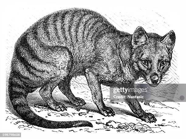 tasmanian wolf (thylacinus cynocephalus) - australian portrait stock illustrations