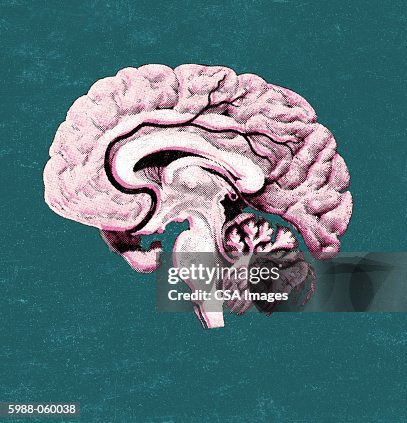 Brain Brain