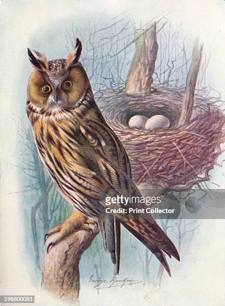 Long-Eared Owl - Asio otus, circa 1910, . From Britains Birds and Their Nests, by A. Landsborough Thomson. [The Waverley Book Company, Limited, W. &...
