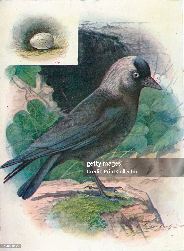 Jackdaw - Corvus monedula, c1910, (1910)