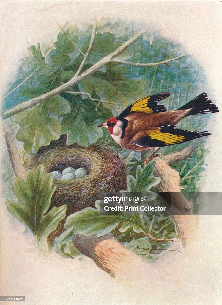 Goldfinch - Carduelis elegans, c1910, (1910)