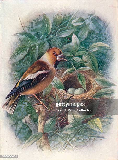 Hawfinch - Coccothraustes vulgaris, circa 1910, . From Britains Birds and Their Nests, by A. Landsborough Thomson. [The Waverley Book Company,...