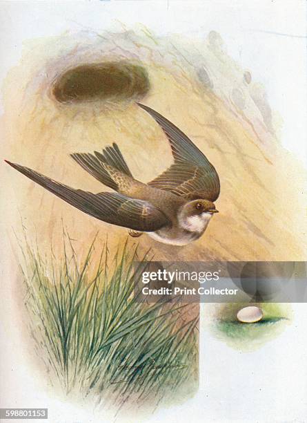 Sand-Martin - Cotile riparia, circa 1910, . From Britains Birds and Their Nests, by A. Landsborough Thomson. [The Waverley Book Company, Limited, W....