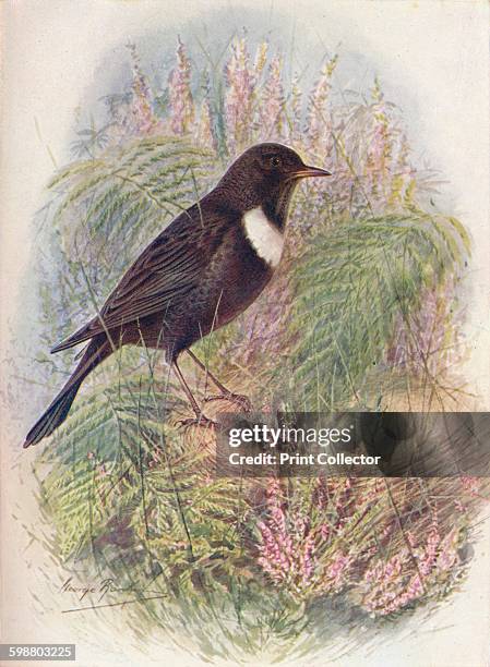 Ring-Ousel - Turdus torquatus, circa 1910, . From Britains Birds and Their Nests, by A. Landsborough Thomson. [The Waverley Book Company, Limited, W....