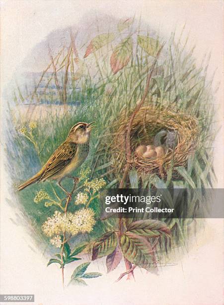 Sedge-Warbler - Acrocephalus phragmitis, circa 1910, . From Britains Birds and Their Nests, by A. Landsborough Thomson. [The Waverley Book Company,...