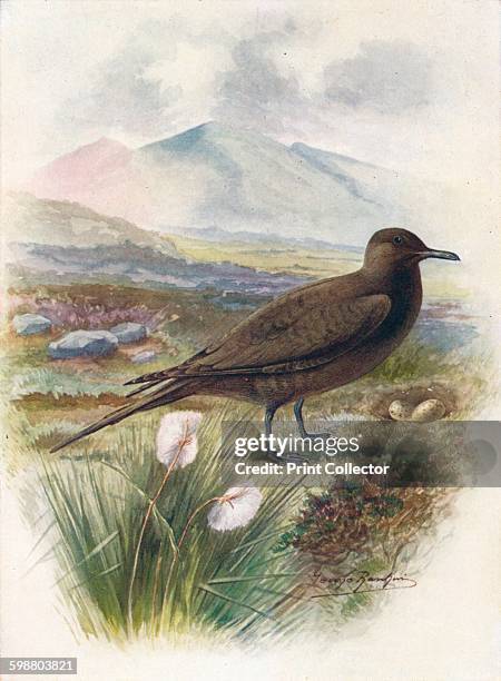 Arctic or Richardsons Skua - Stercorarius crepidalus, circa 1910, . From Britains Birds and Their Nests, by A. Landsborough Thomson. [The Waverley...