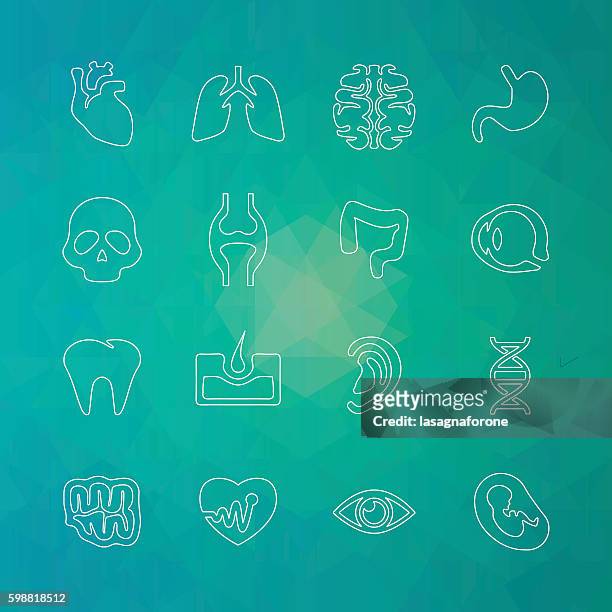 human icons - thin line - human small intestine stock illustrations