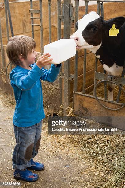 small boy feeding calf with milk from a bottle - 哺乳瓶 個照片及圖片檔