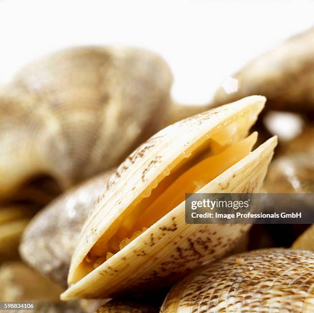 Open Clamshell 27 Open Clam Shell Stock Photos, High-Res Pictures, and Images - Getty ...