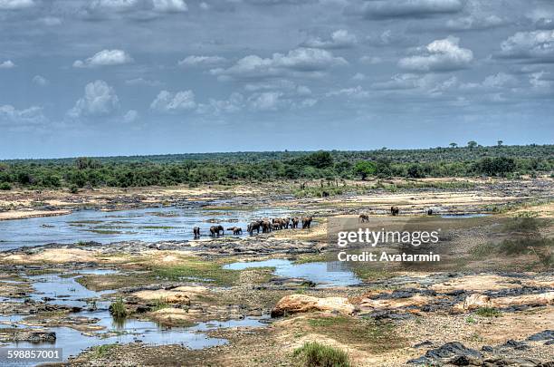 elephants at olifant river - olifant fotografías e imágenes de stock