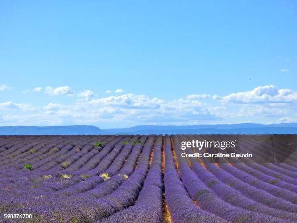 lavender field in valensole - fleurs des champs stock-fotos und bilder