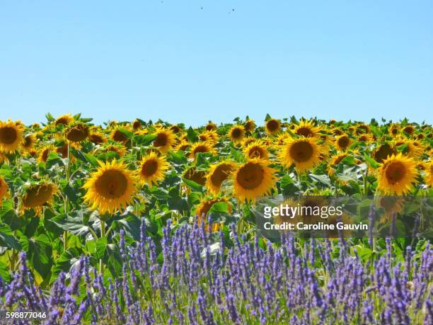 sunflowers and lavanders - champs fleurs stockfoto's en -beelden