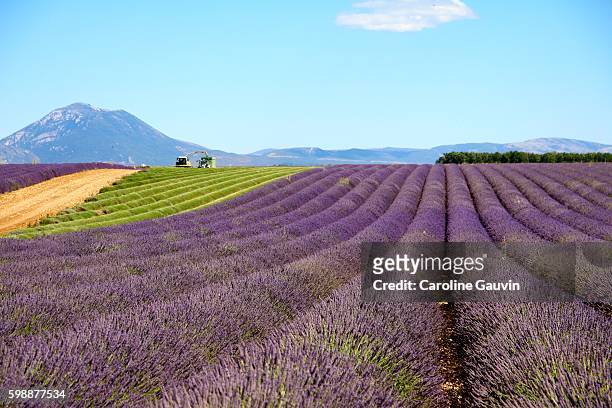 lavenders in provence - graphique stock pictures, royalty-free photos & images
