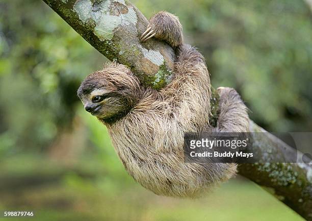 three toed sloth - three toed sloth fotografías e imágenes de stock