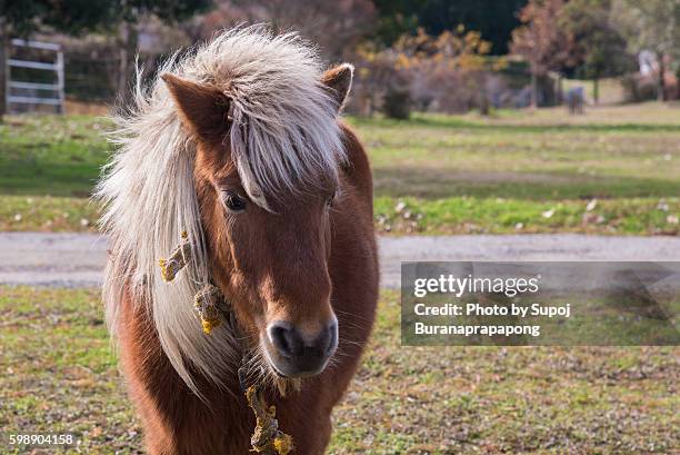 japan horse - grace tame stock pictures, royalty-free photos & images