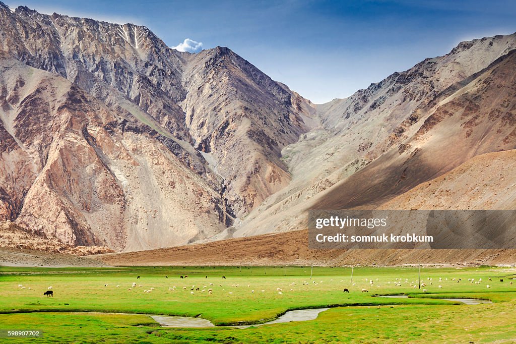 Green valley in summer in Leh Ladakh,India