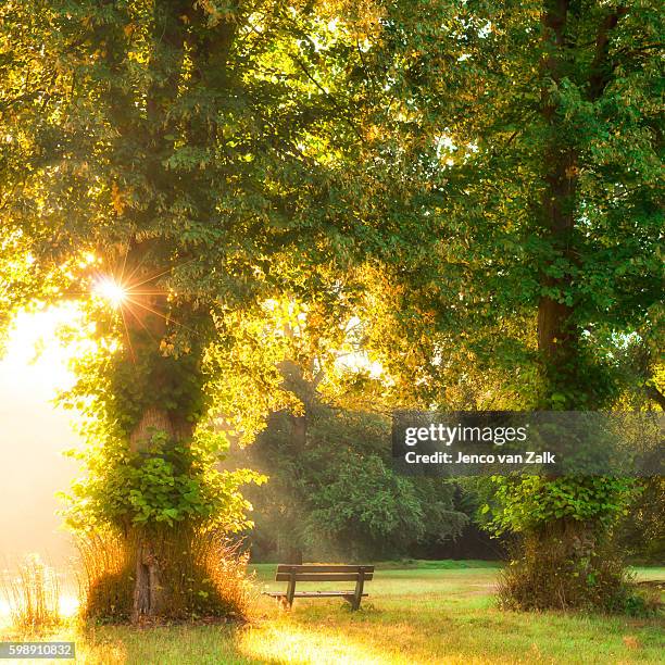 early morning sun rays on a bench - jenco van zalk stock pictures, royalty-free photos & images