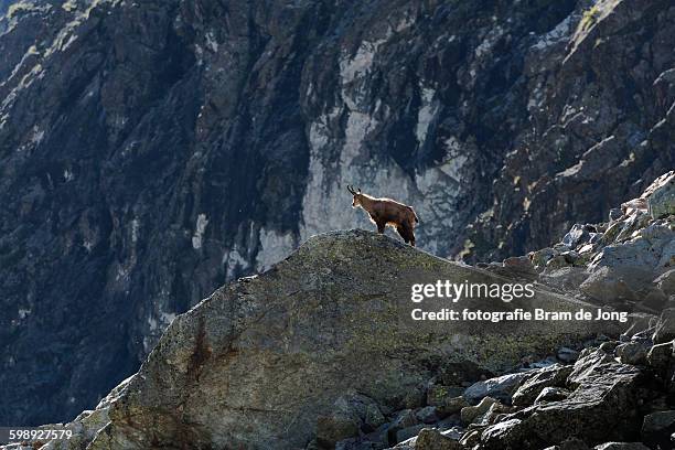 on the lookout - chamois - animal stock pictures, royalty-free photos & images