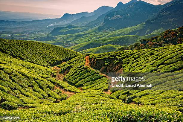 kolukkumalai tea estate, munnar, india - india tea plantation stock-fotos und bilder