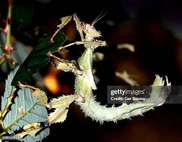 Spint Insect Spiny Leaf Insects Stock-Fotos und Bilder - Getty Images
