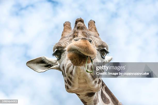giraffe nom nom - jardim zoológico de londres imagens e fotografias de stock