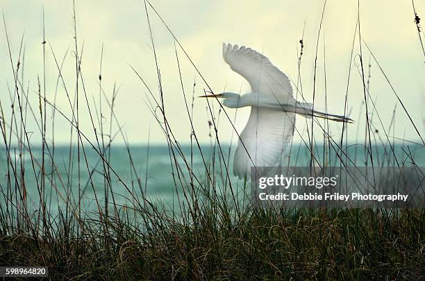 elegant flying egret - saint petersburg stock pictures, royalty-free photos & images